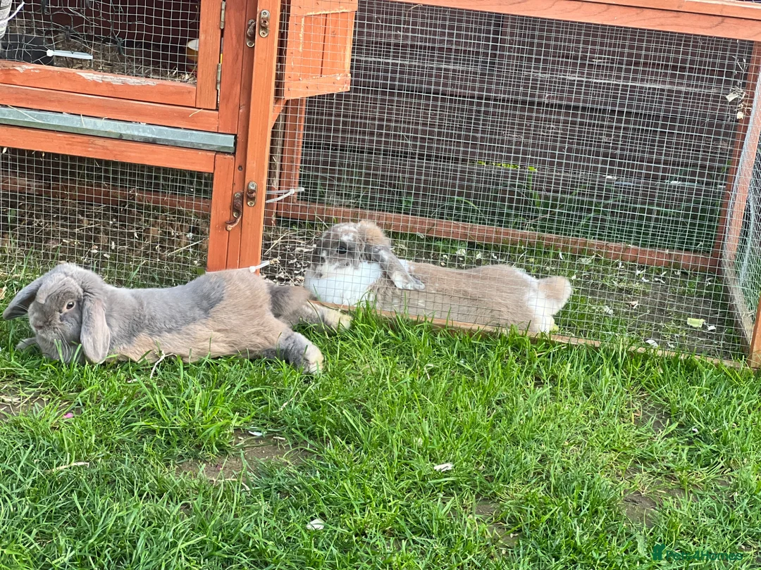 Mini Lop rabbits for sale: Rehoming Marni  - Advert 1