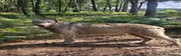 Irish Wolfhound dogs for sale: Irish Wolfhound Puppies for Sale: 3 Female 5 Male  in Cannock - Advert 13