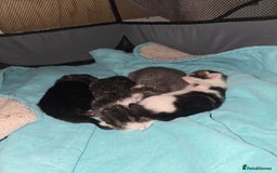 Mixed Breed cats for sale: Adorable kittens for sale - Image 1