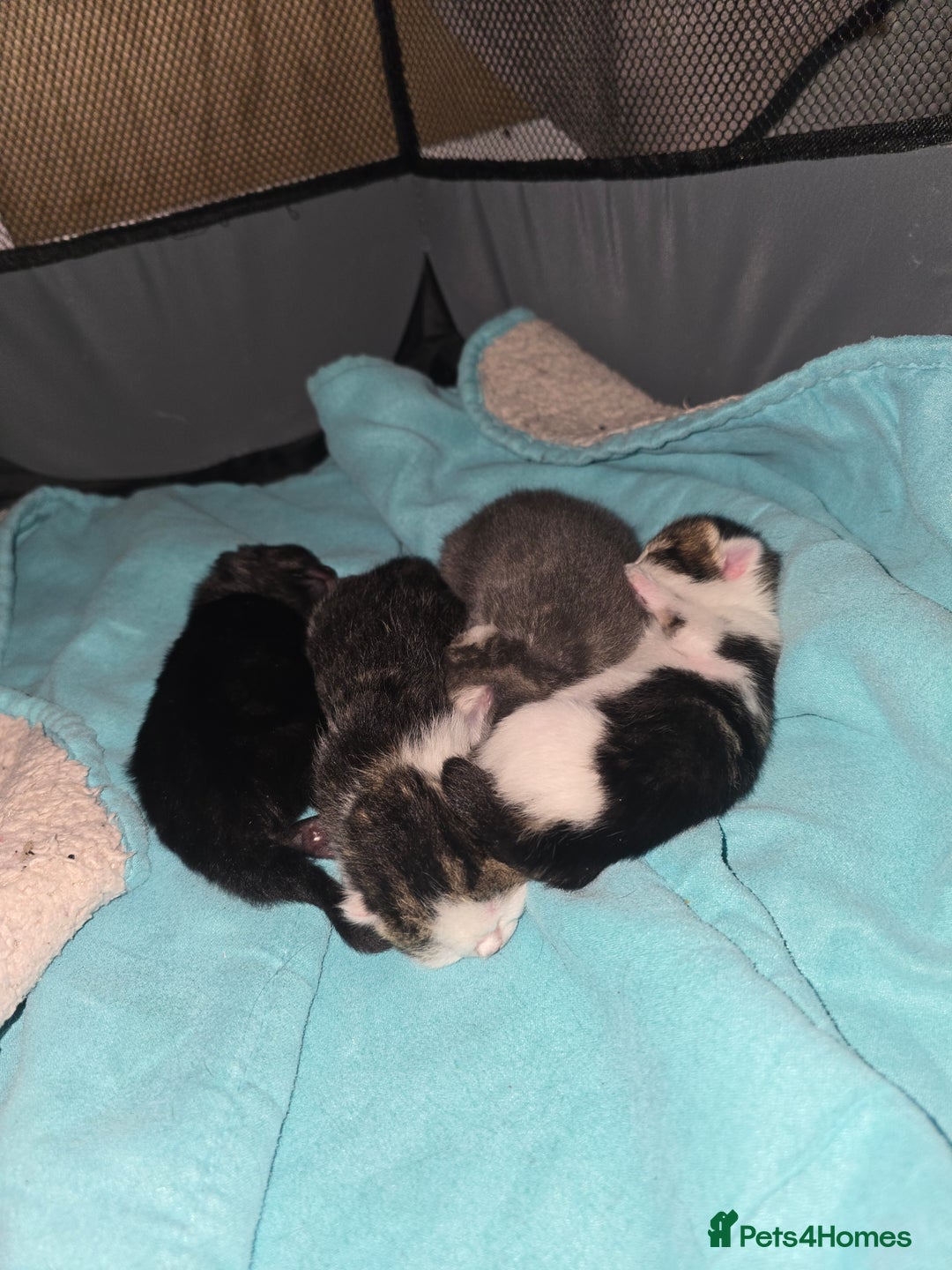 Mixed Breed cats for sale: Adorable kittens for sale - Image 1