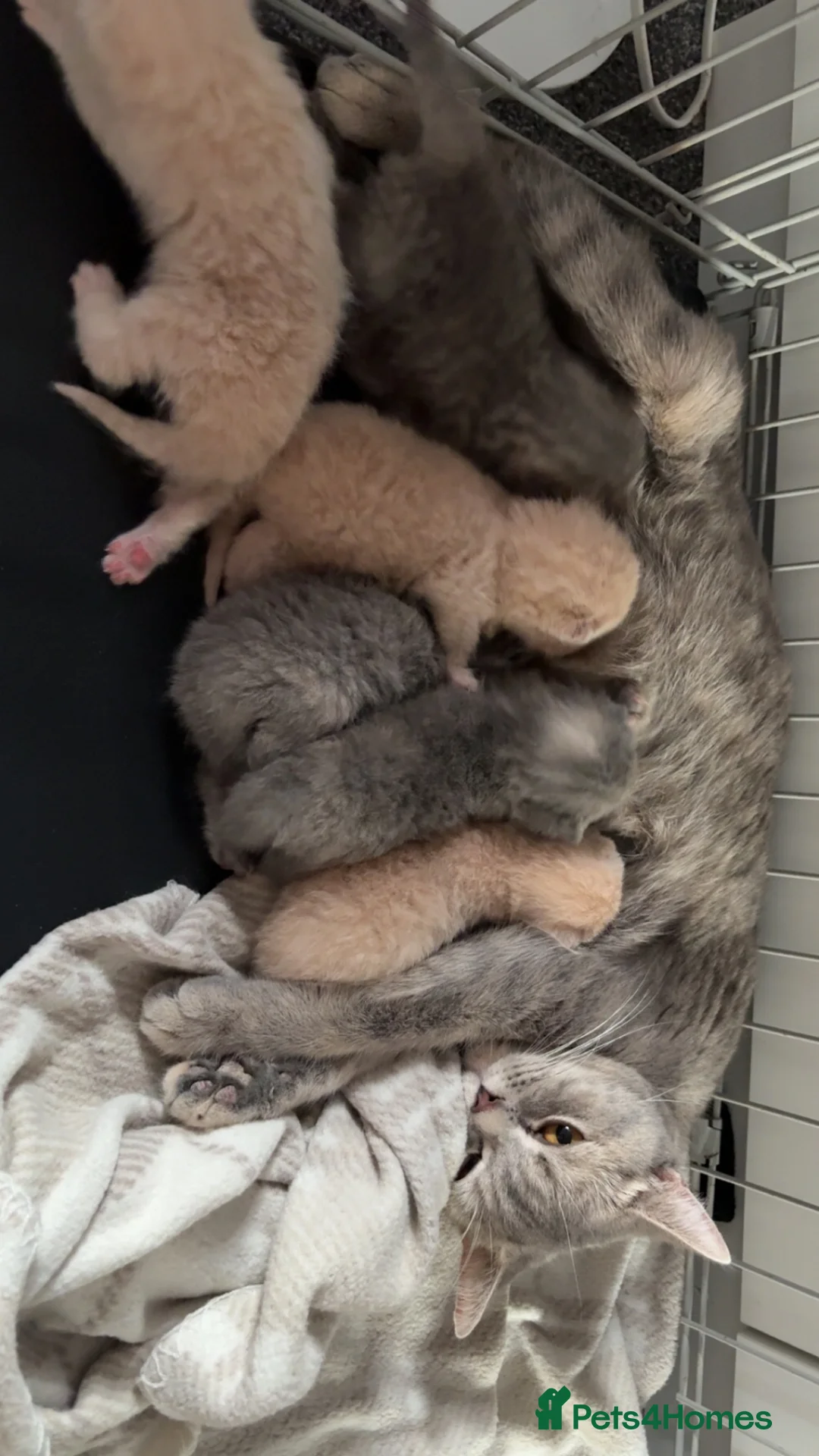 British Shorthair cats for sale: BHS babies  - Advert 12