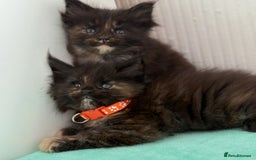 Maine Coon cats for sale: GCCF Reg Main Coon Kittens - Image 1