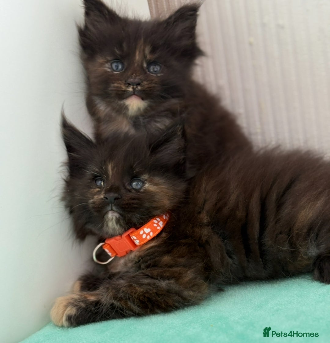 Maine Coon cats for sale: GCCF Reg Main Coon Kittens - Image 1