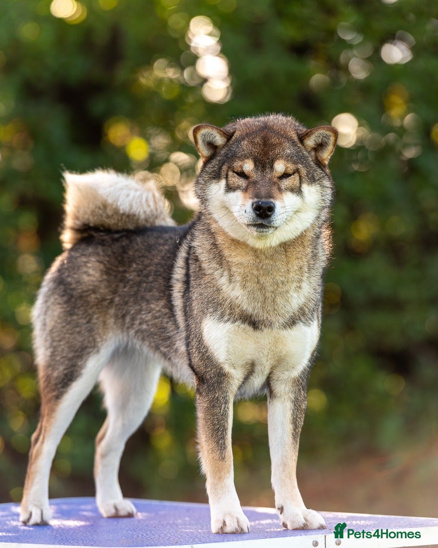 Japanese Shiba Inu dogs Lovely Cleo  looking for family home .  - Advert 17