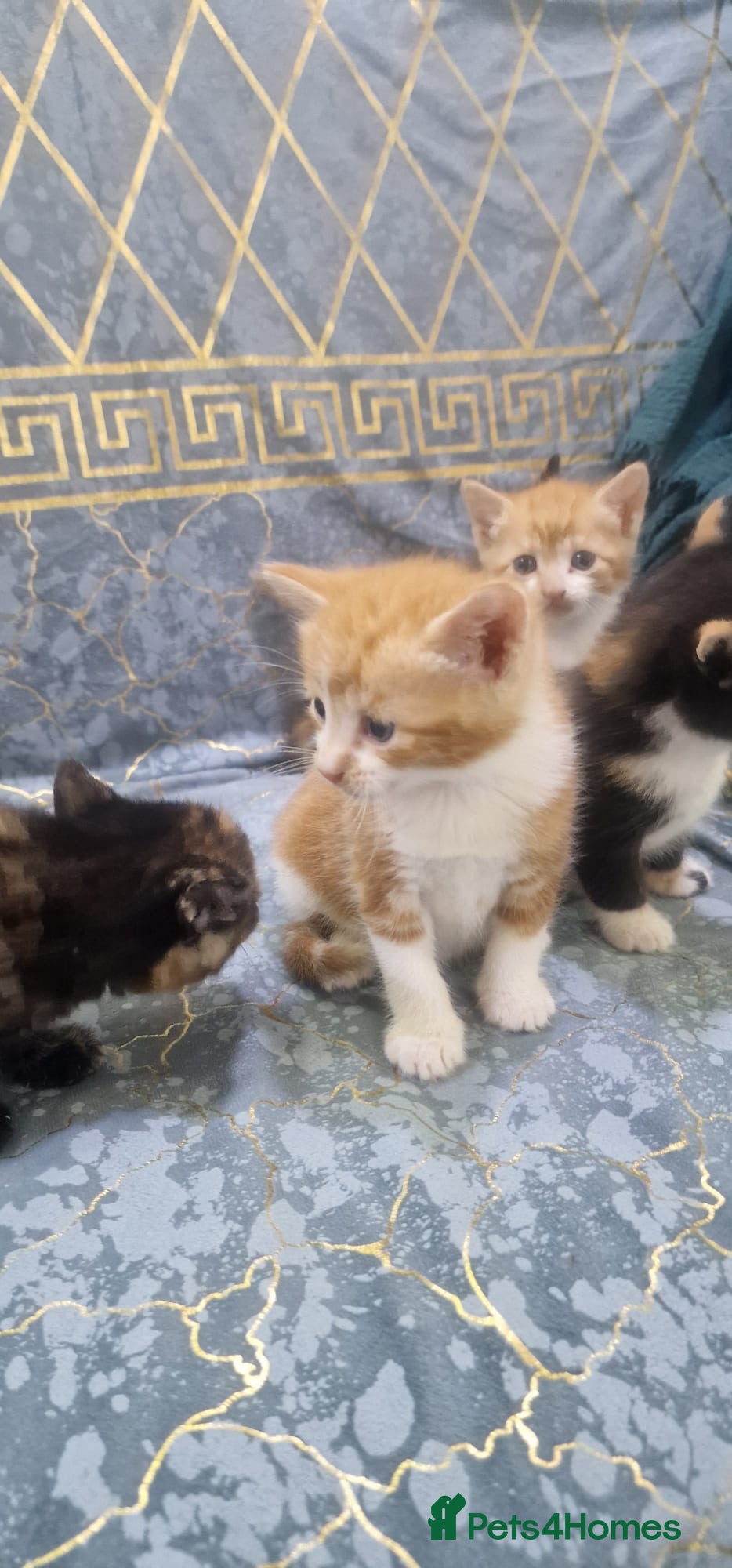 Mixed Breed cats 6 beautiful kittens for sale £200 EACH! - Advert 1