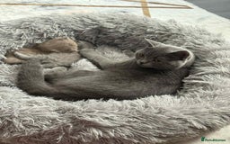 British Shorthair cats for sale: Adorable British Shorthair Kitten - Image 9