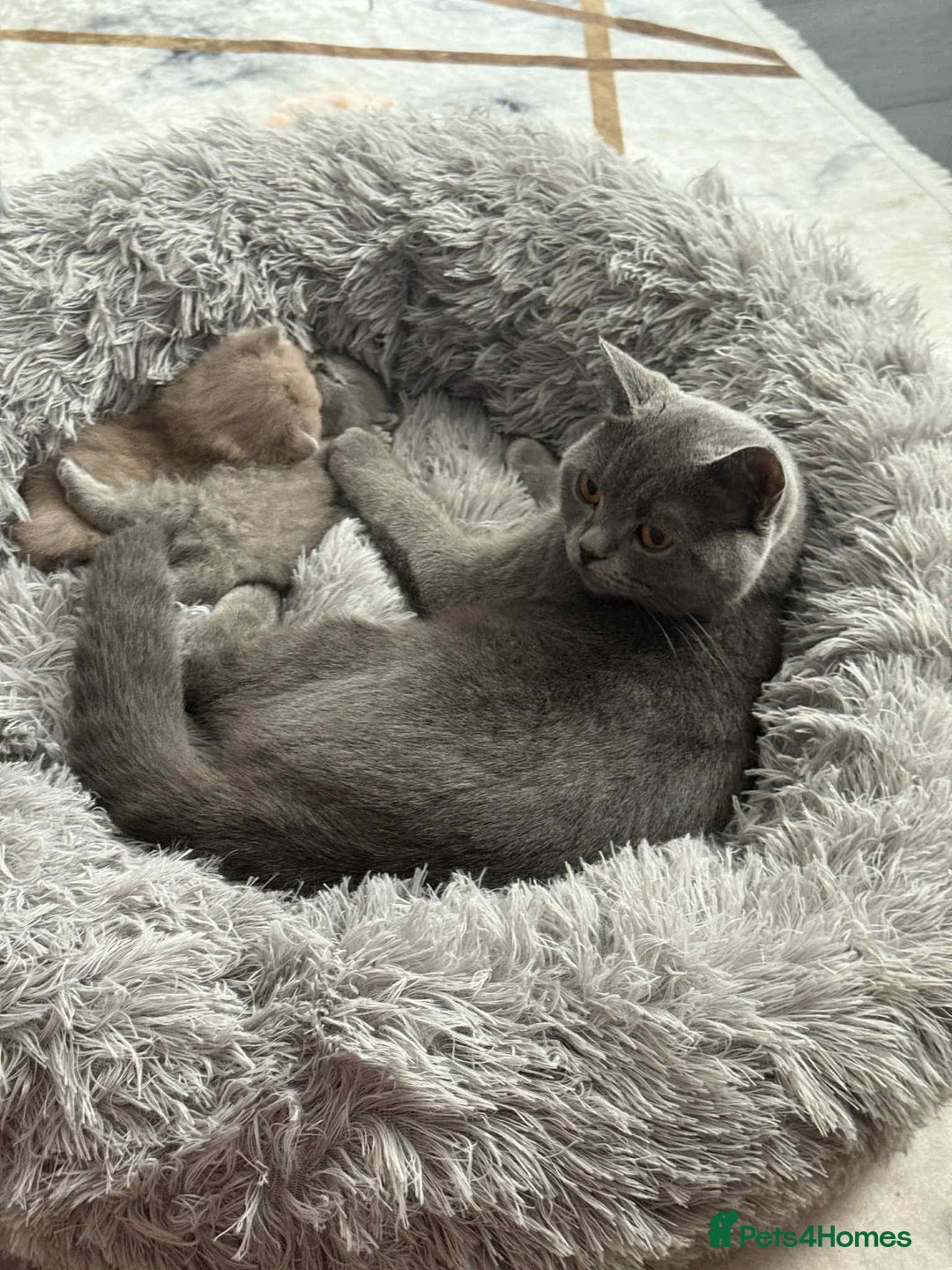 British Shorthair cats for sale: Adorable British Shorthair Kitten - Image 9
