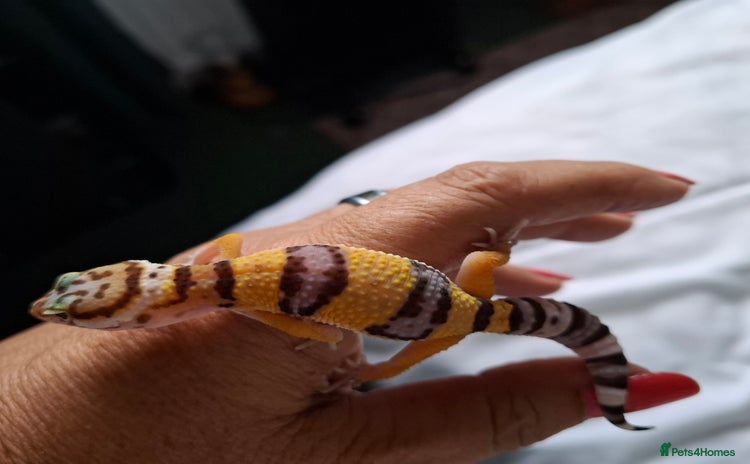 Gecko reptiles - Advert 4