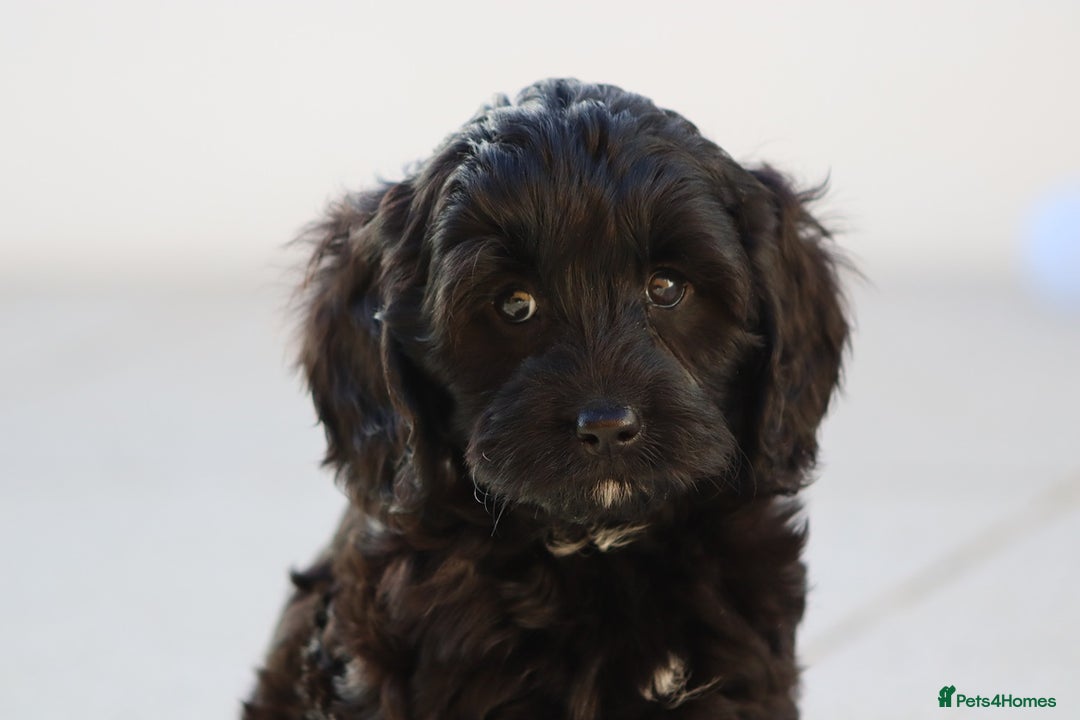 Cavapoo dogs for sale: Beautiful Cavapoochons for sale  - Image 17