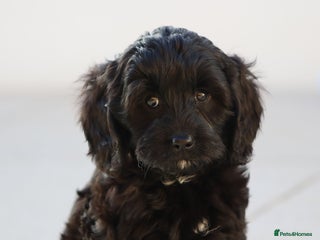 Cavapoo dogs - Advert 5