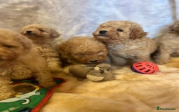 Cavapoo dogs for sale: Cavapoo mixed litter  - Image 8