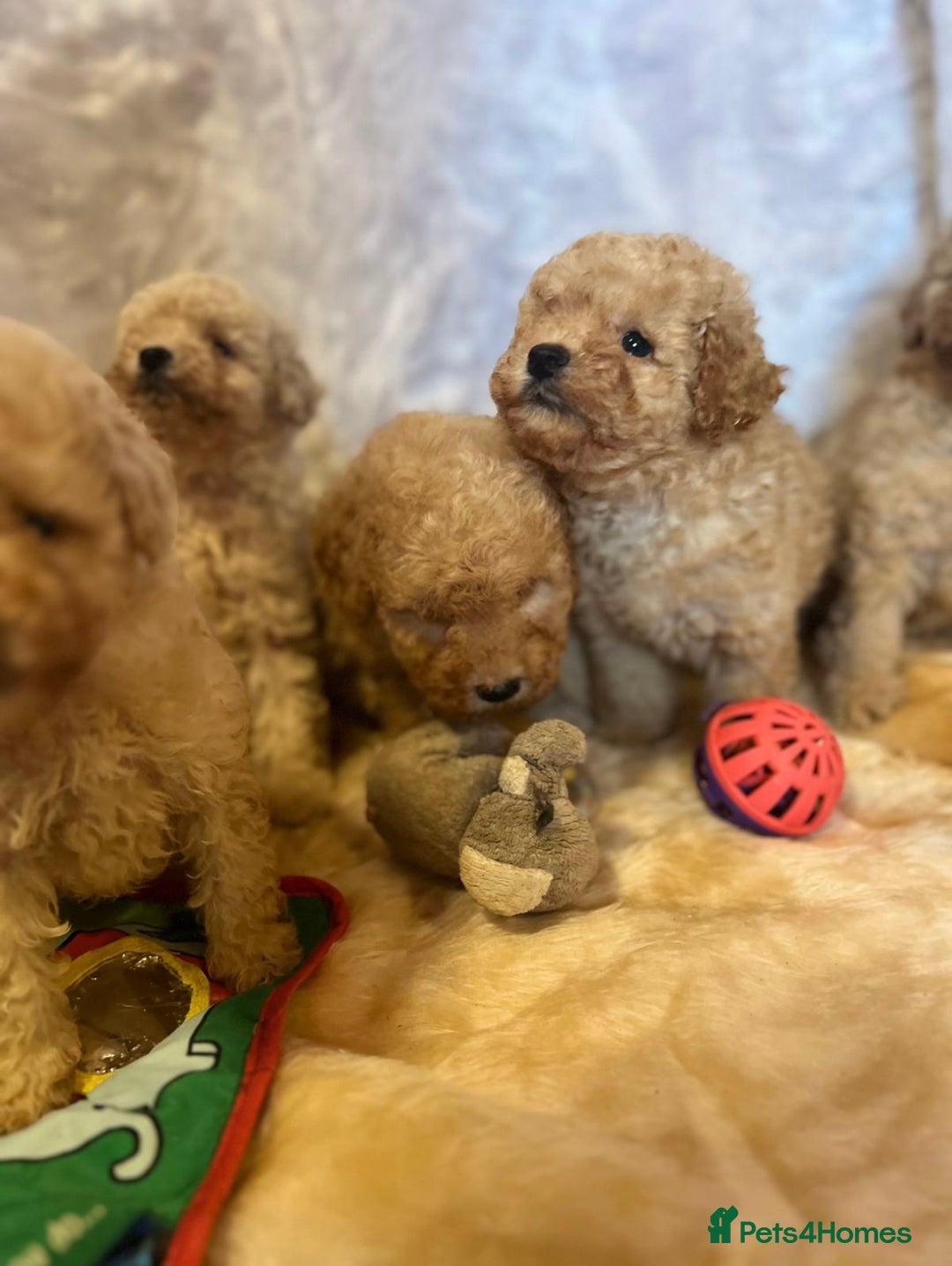 Cavapoo dogs for sale: Cavapoo mixed litter  - Image 8