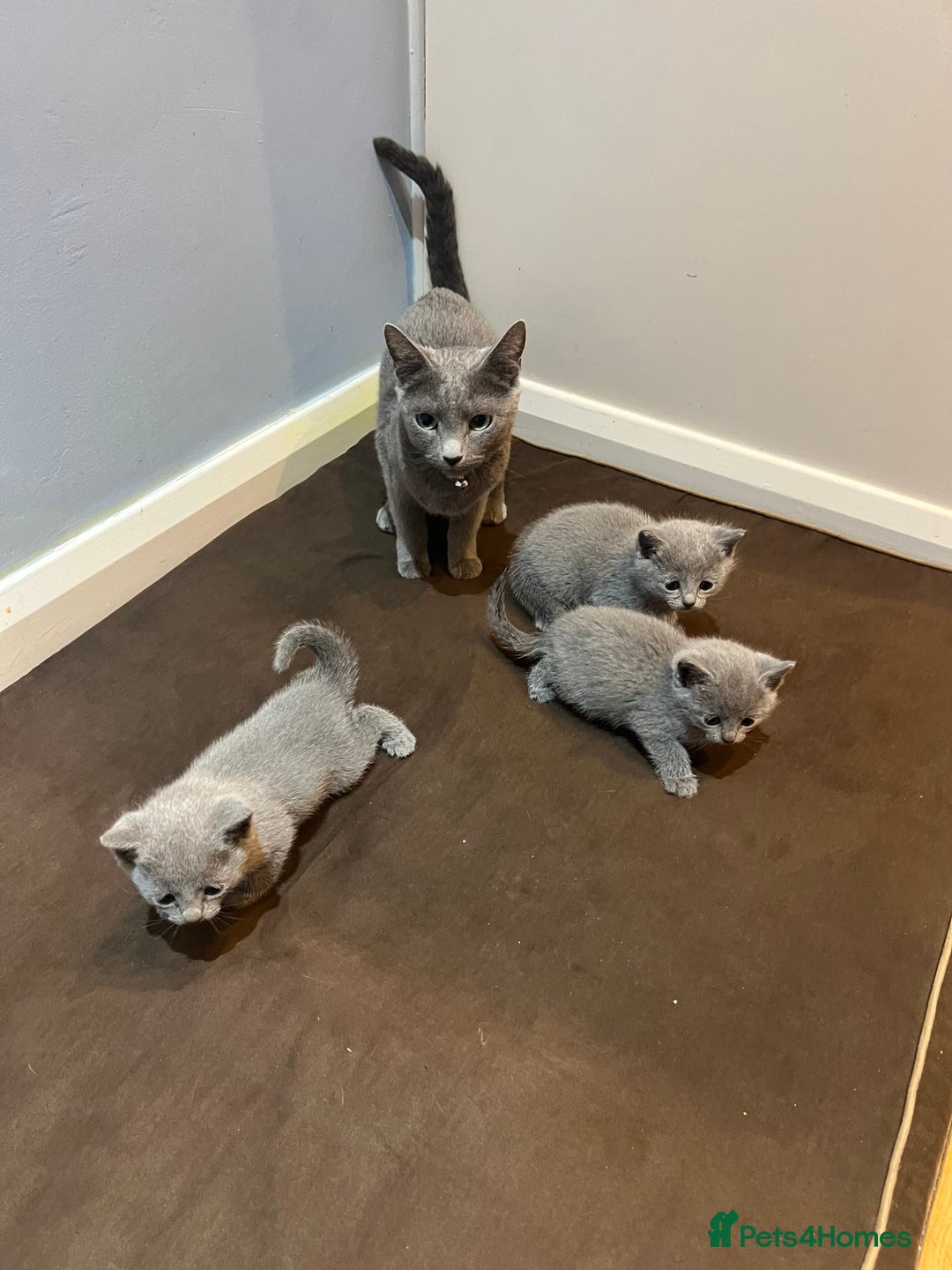 Russian Blue cats for sale: Stud 4 saleRussian blue breeding champ/ bloodlin - Advert 3