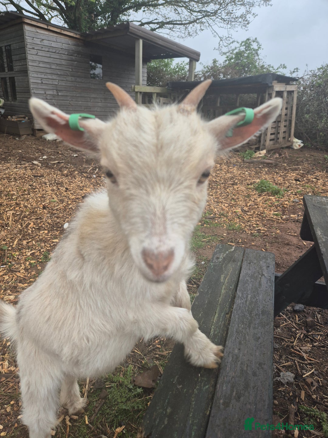 Goats livestock for sale: 2 female pygmy nanny's  - Advert 2