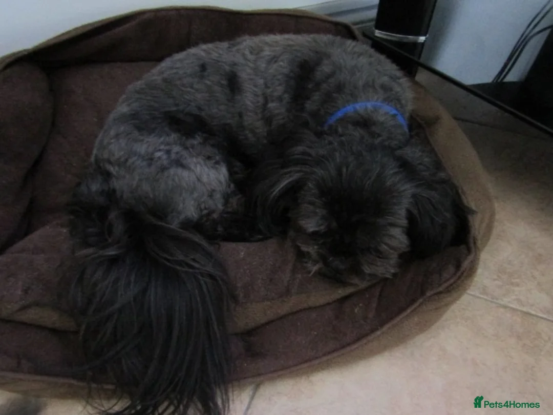 Shih Tzu dogs for stud: Bailey for stud in Spalding - Advert 17