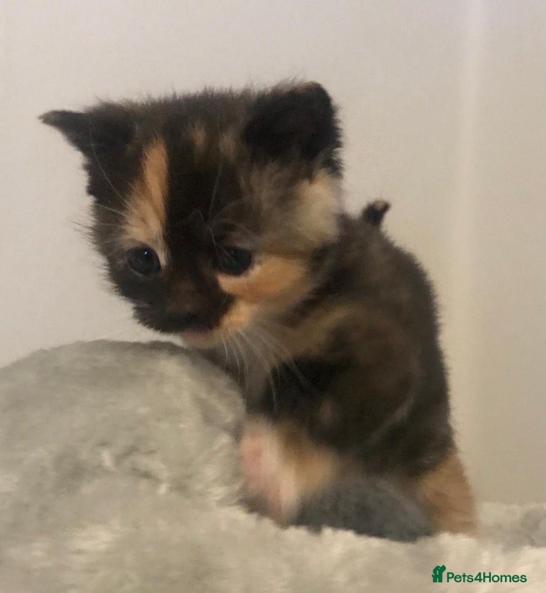 Mixed Breed cats for sale: Adorable half rag doll kittens  - Advert 33