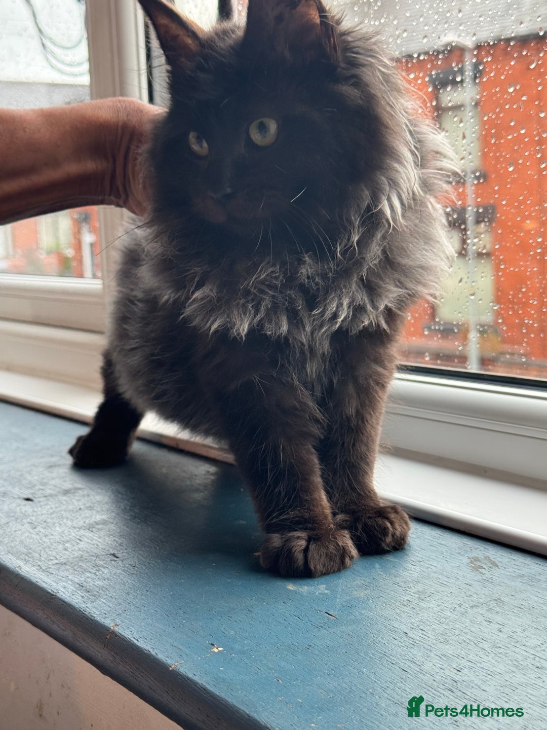 Maine Coon cats for sale: Maincoon boys - Image 12