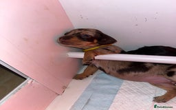 Miniature Dachshund dogs for sale: Miniature Dachshunds looking for perfect Home - Image 9