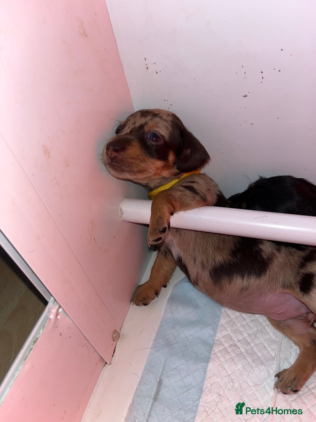 Miniature Dachshund dogs for sale: Miniature Dachshunds looking for perfect Home - Image 9