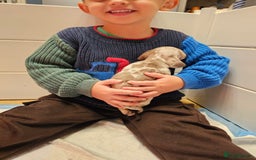 Dachshund dogs for sale: Isabella Dapple Dachshund Puppies - Advert 26