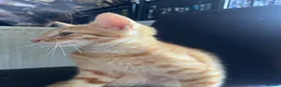 Mixed Breed cats for sale: 7 Stunning Mixed Breed Turkish Angora kittens - Advert 5