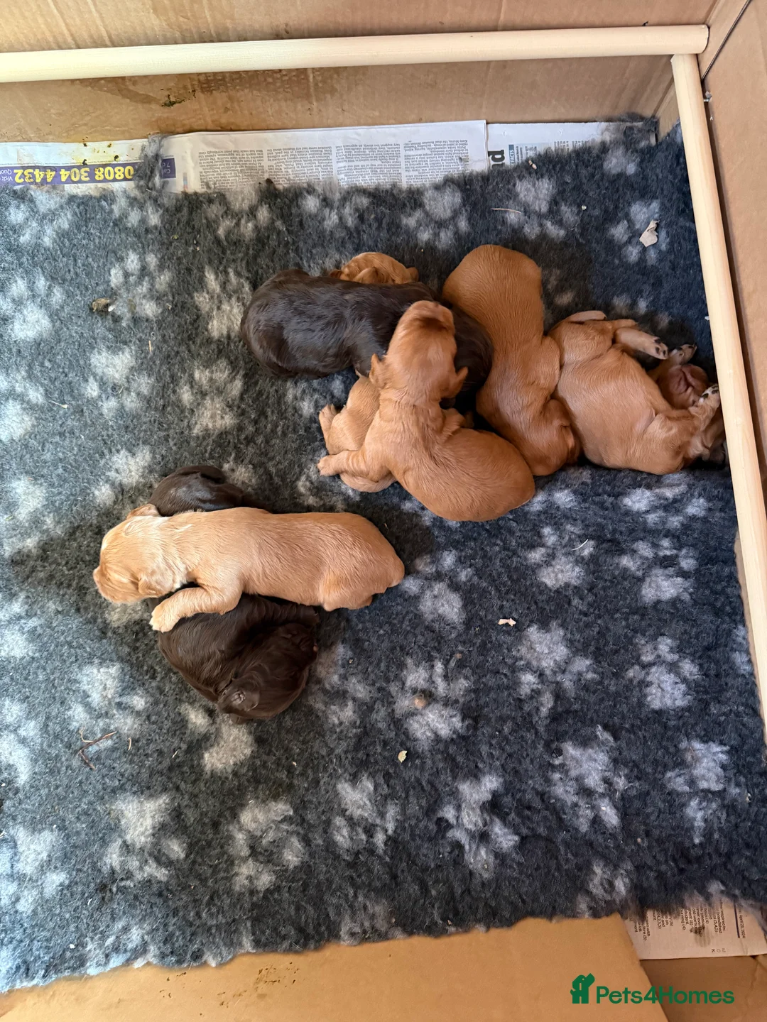 Cocker Spaniel dogs for sale: Ms Jacky Wallbridge  - Advert 2
