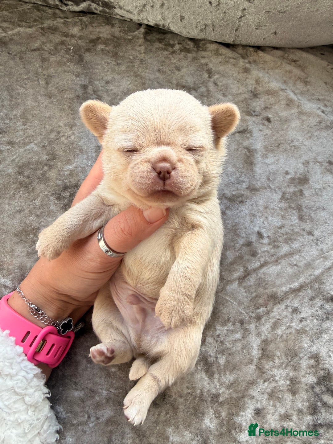 Chihuahua dogs for sale: 💖 Esquire litter of chihuahua puppies 💖 - Advert 8