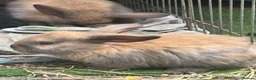 Mixed Breed rabbits for sale: Rabbits - Advert 4