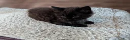 Ragcoon cats for sale: Stunning Ragcoon girl, Maine coon Dad Ragdoll Mum - Advert 19