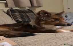 Mixed Breed dogs for sale: 2 collies - Image 2