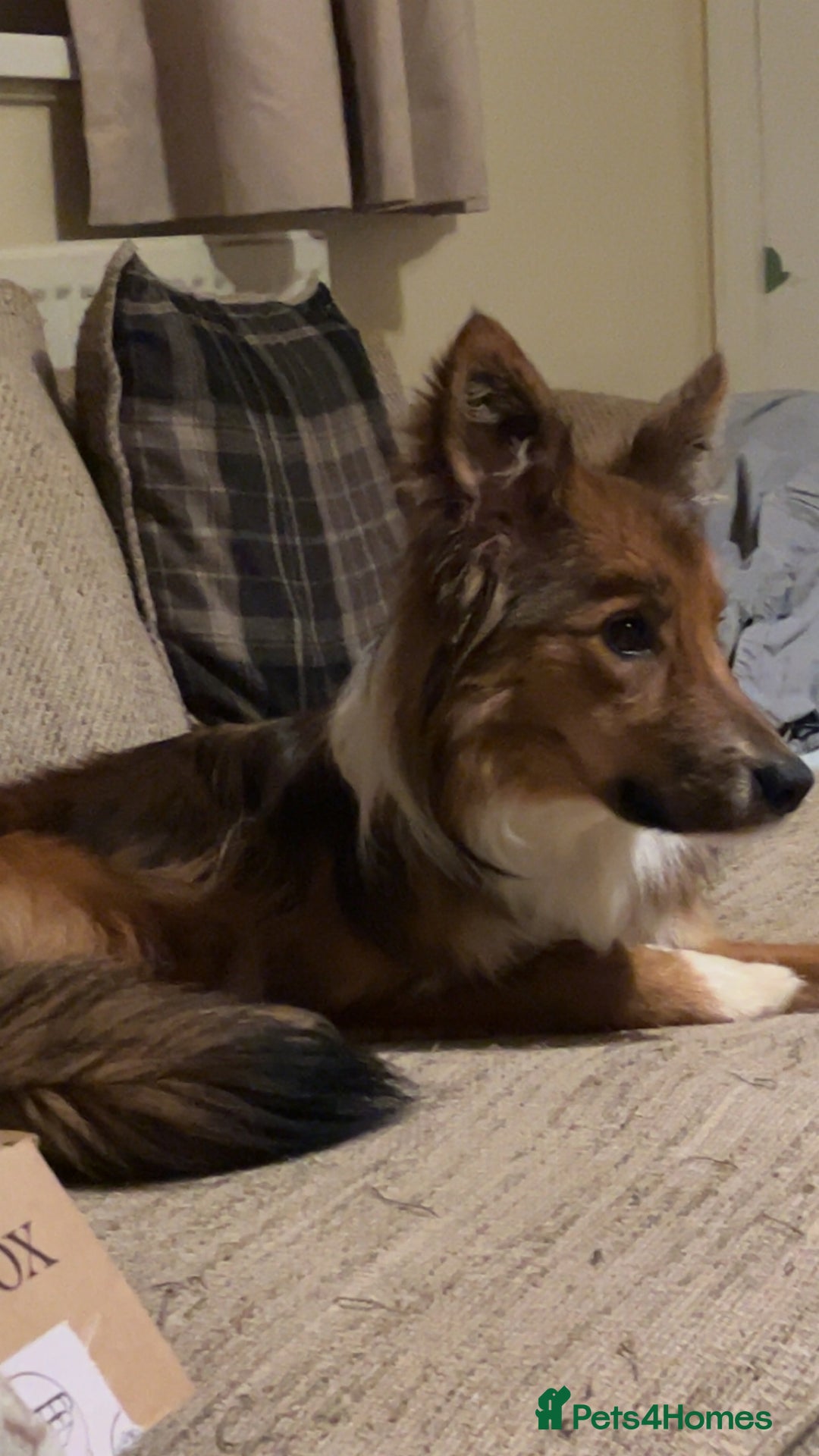Mixed Breed dogs for sale: 2 collies - Image 2