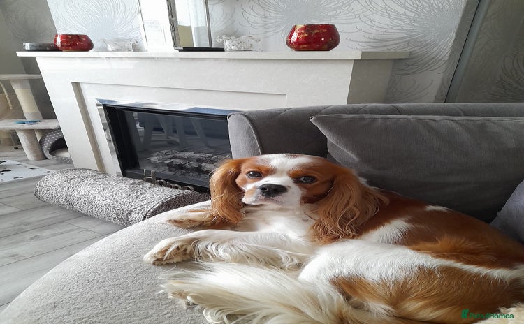 Cavalier King Charles Spaniel dogs - Advert 4