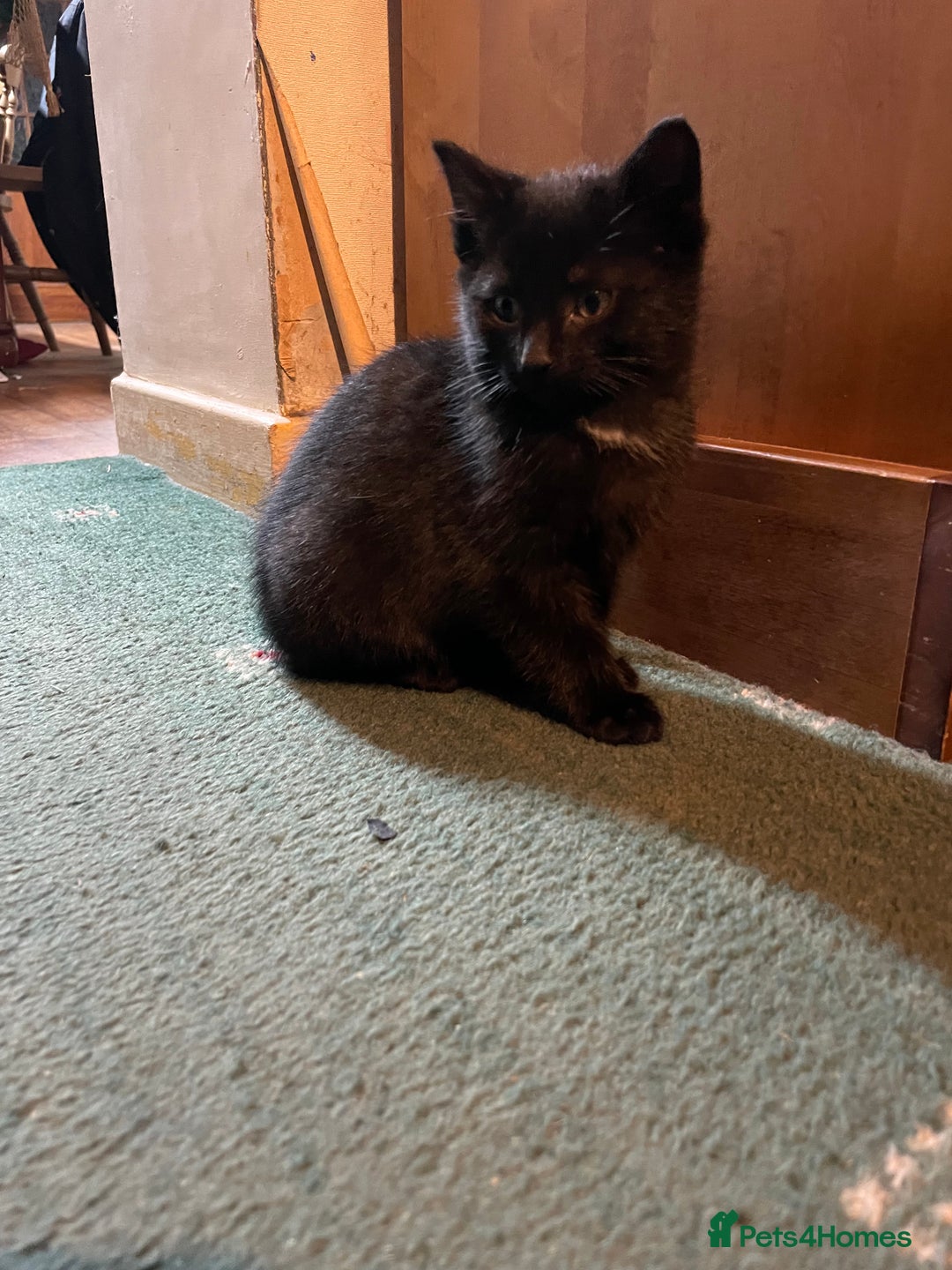 Mixed Breed cats for sale: Black kittens ready now near Bentham/ Lancaster - Advert 3