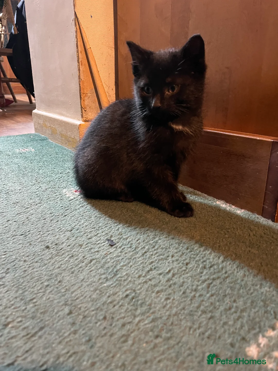 Mixed Breed cats for sale: Black kittens ready now near Bentham/ Lancaster - Advert 3