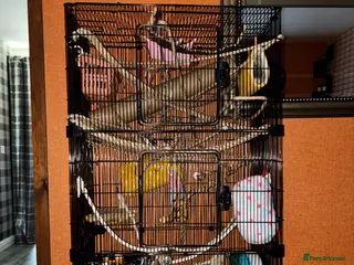 Rat rodents 2 female rats and 3 tier cage and accessories - Advert 1