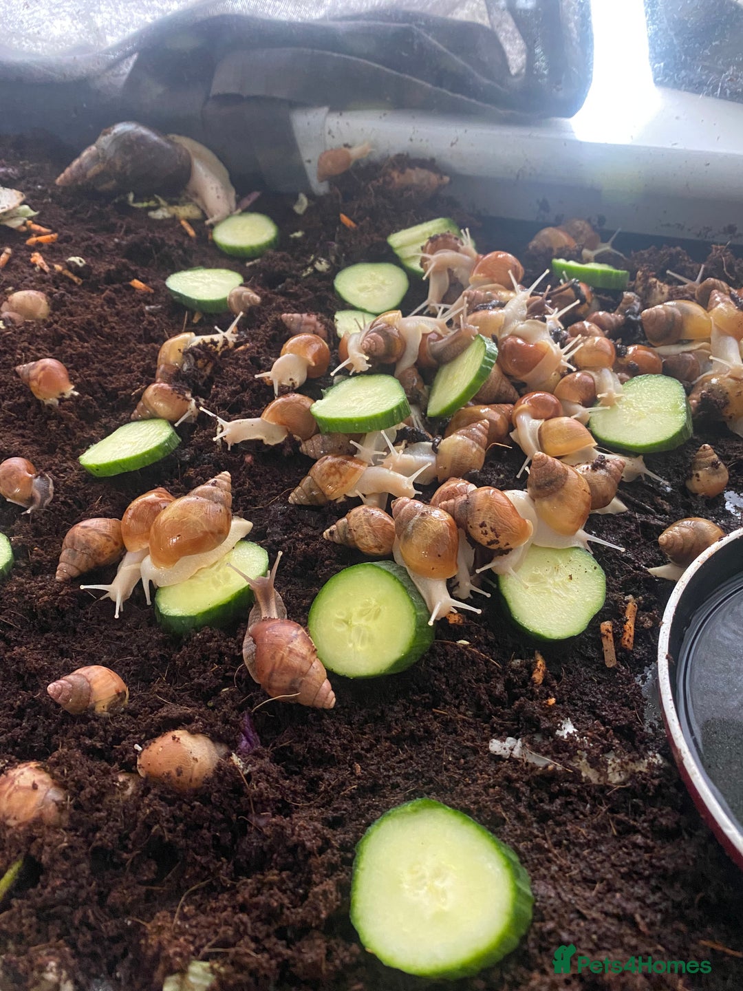 Snails invertebrates for sale: Beautiful Variety of African Land Snails  - Image 7