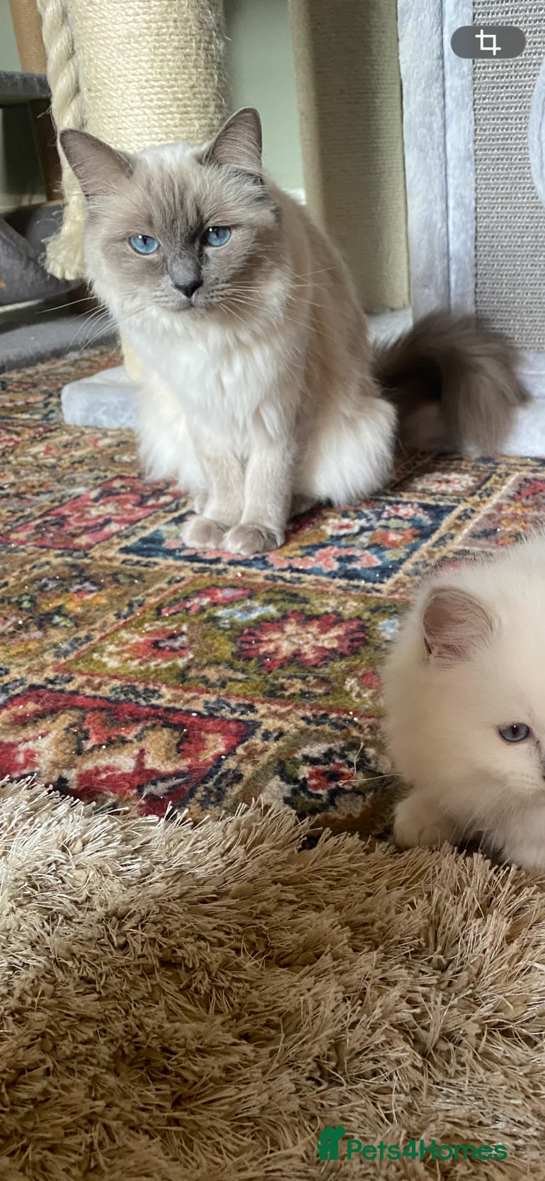 Ragdoll cats for sale: Gccf registered ragdoll kittens  - Advert 1