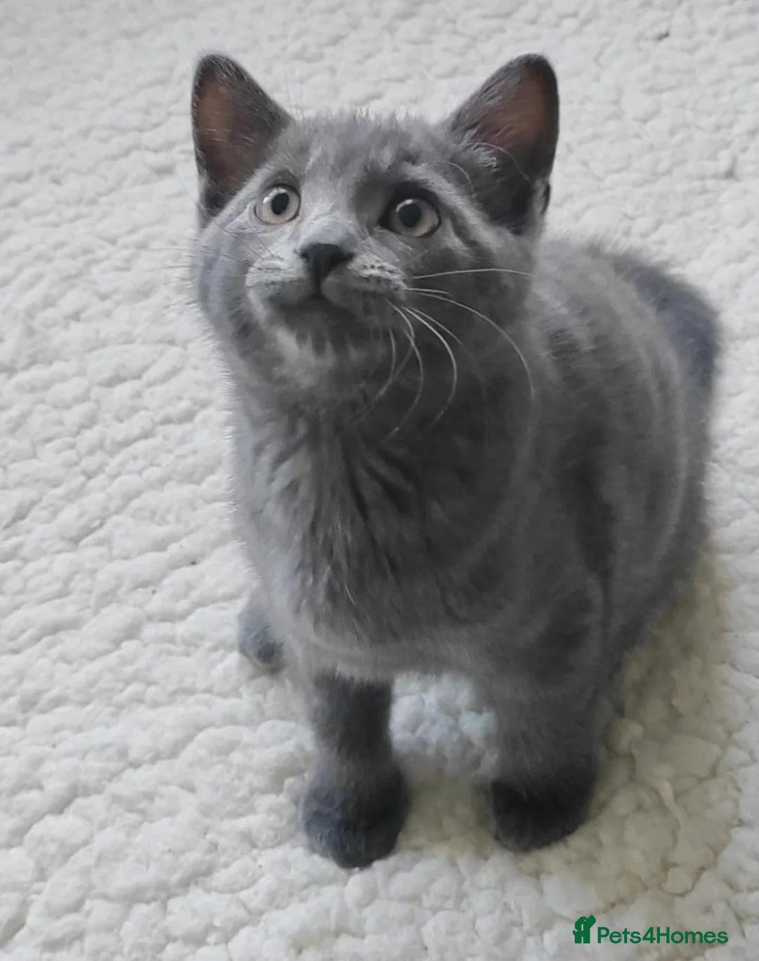British Shorthair cats for sale: 6 Adorable kittens seeking forever home - Advert 13