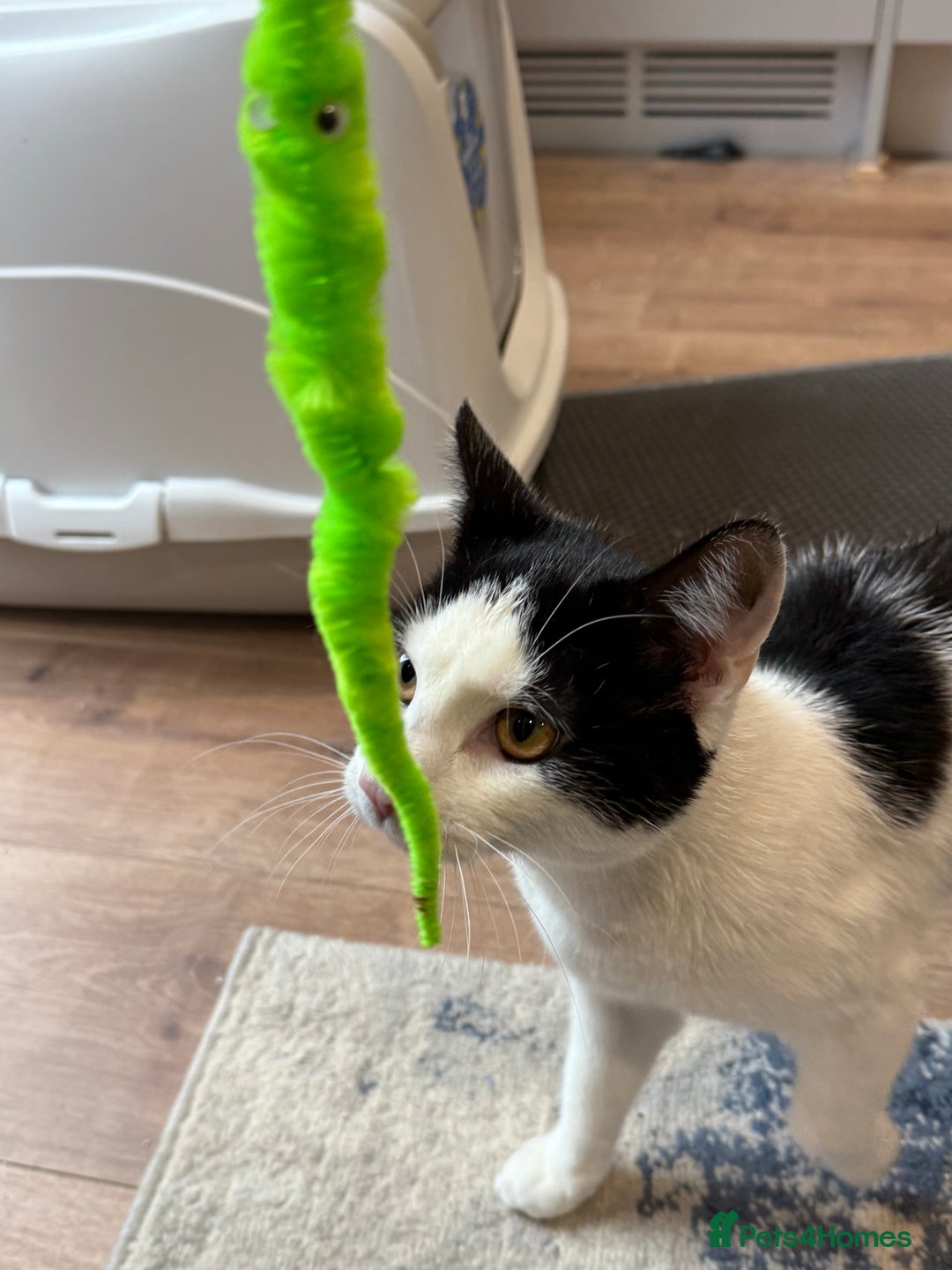 Domestic Shorthair cats for sale: Looking for a Loving Home for Our Two Cats! 🐾 - Image 11