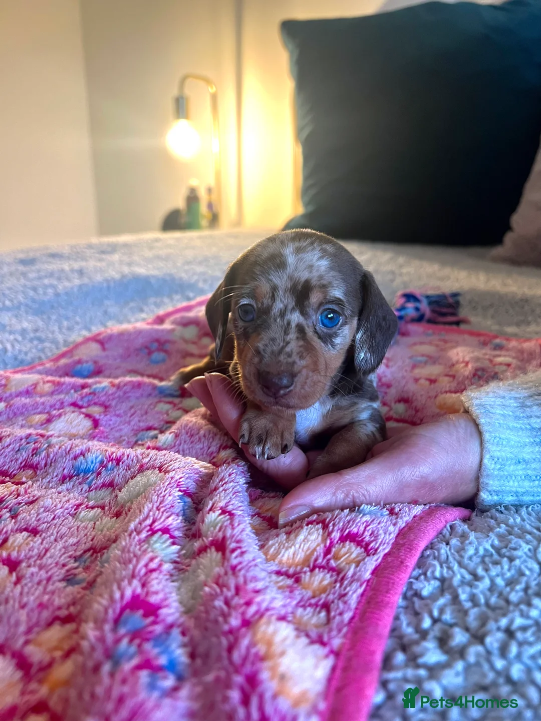 Miniature Dachshund dogs for sale: Stunning Miniature Dachshund Puppies! - Advert 3