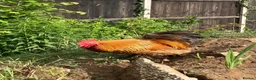 Chickens poultry for sale: Bantam cockerel in Norwich - Advert 2