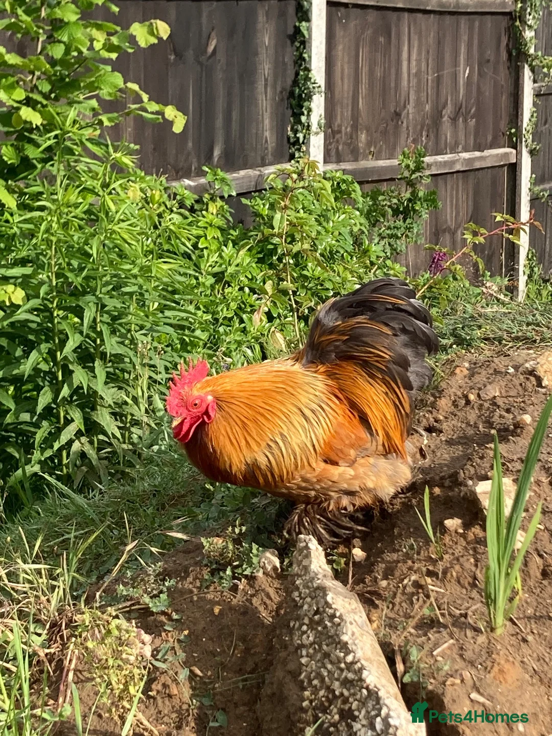 Chickens poultry for sale: Bantam cockerel in Norwich - Advert 2