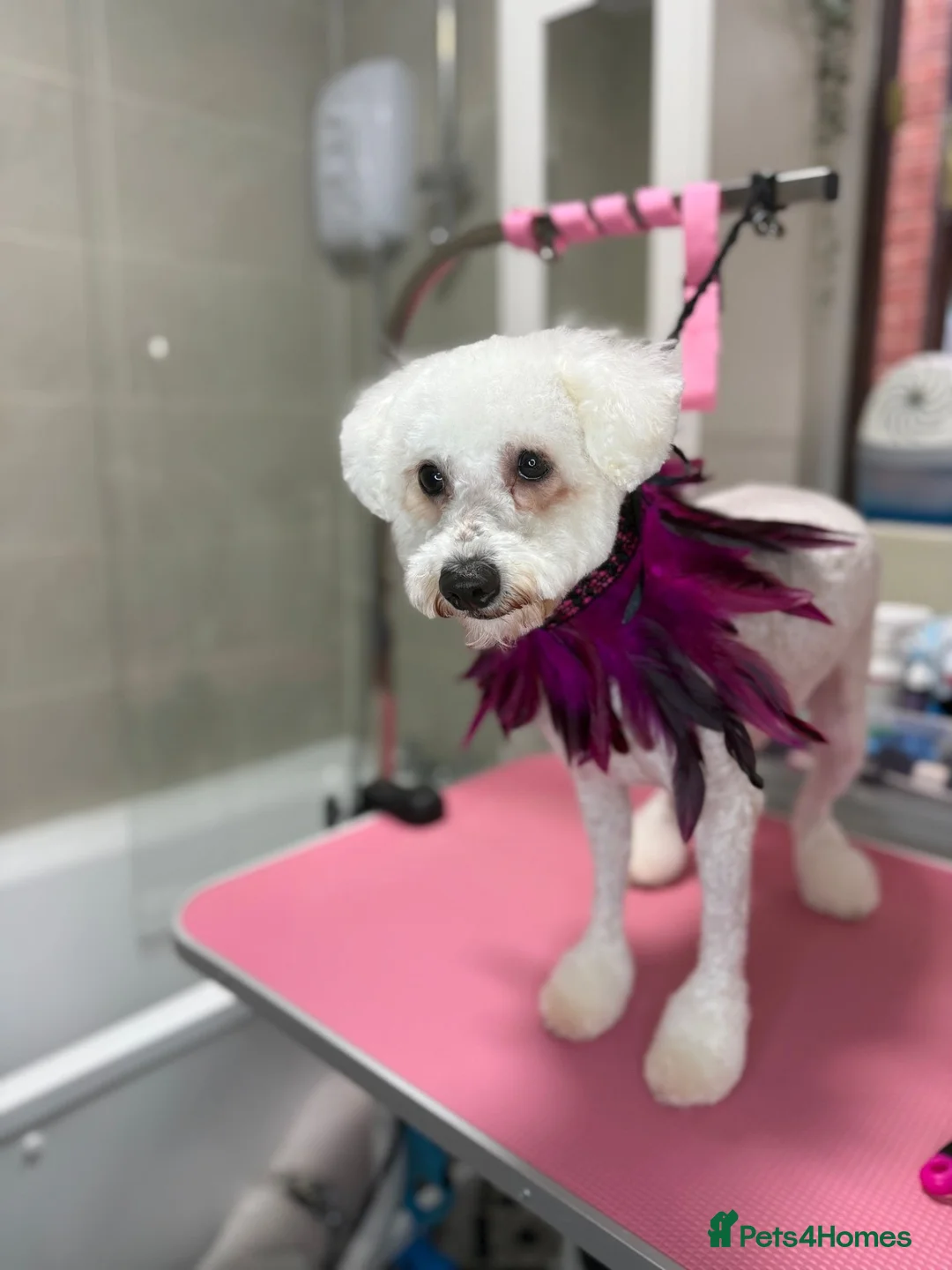 Bichon Frise dogs for sale: For sale puppy bichon frise pure - Advert 5