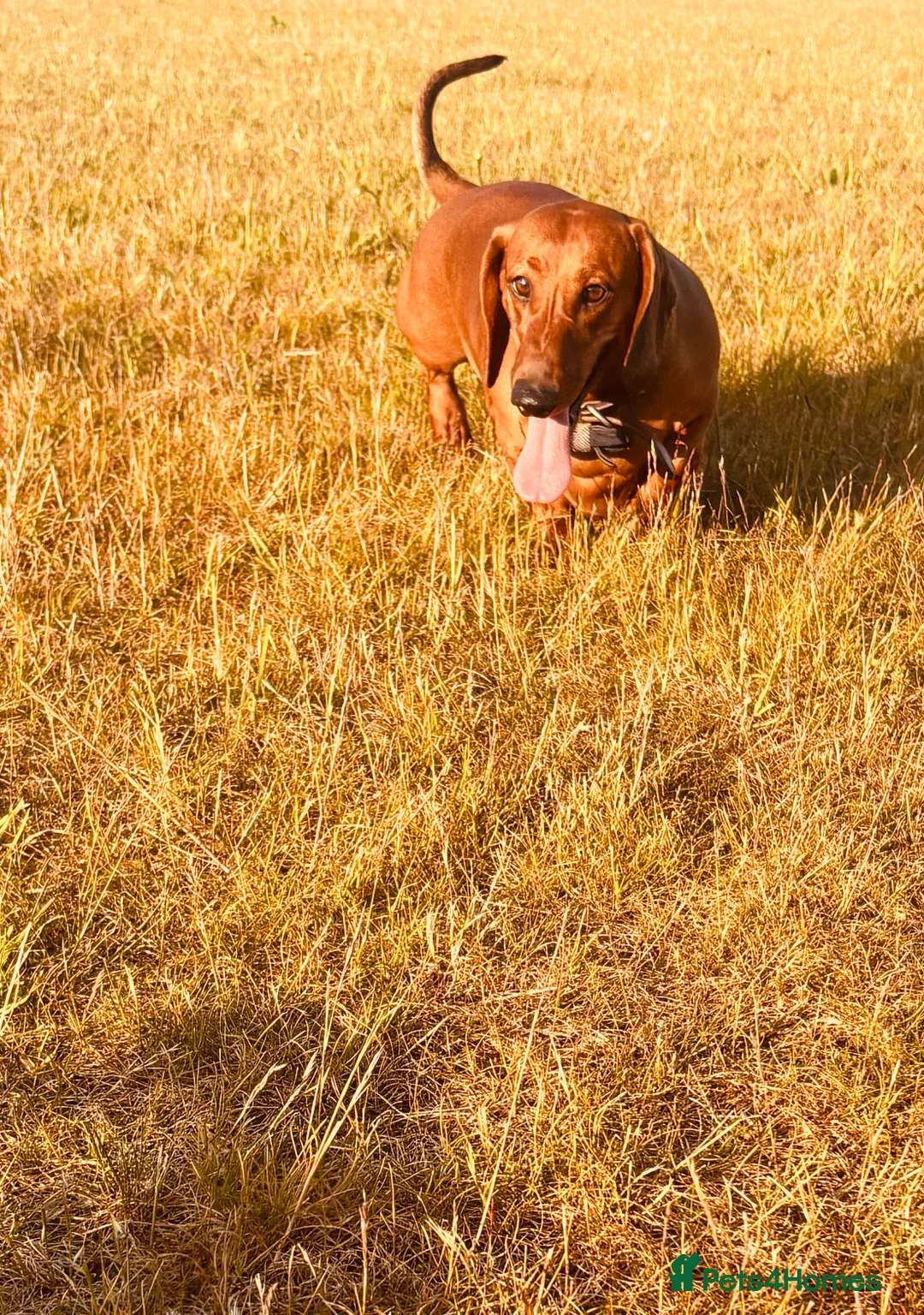 Dachshund dogs for sale: Red pedigree Dachshund  - Advert 10