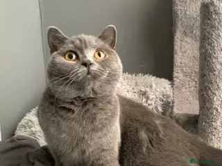 British Shorthair cats Lovely Blue girl Gccf/neutered - Advert 4