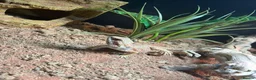 Bearded Dragon reptiles for sale: 9 month old Bearded Dragon + Full setup in Corby - Advert 2