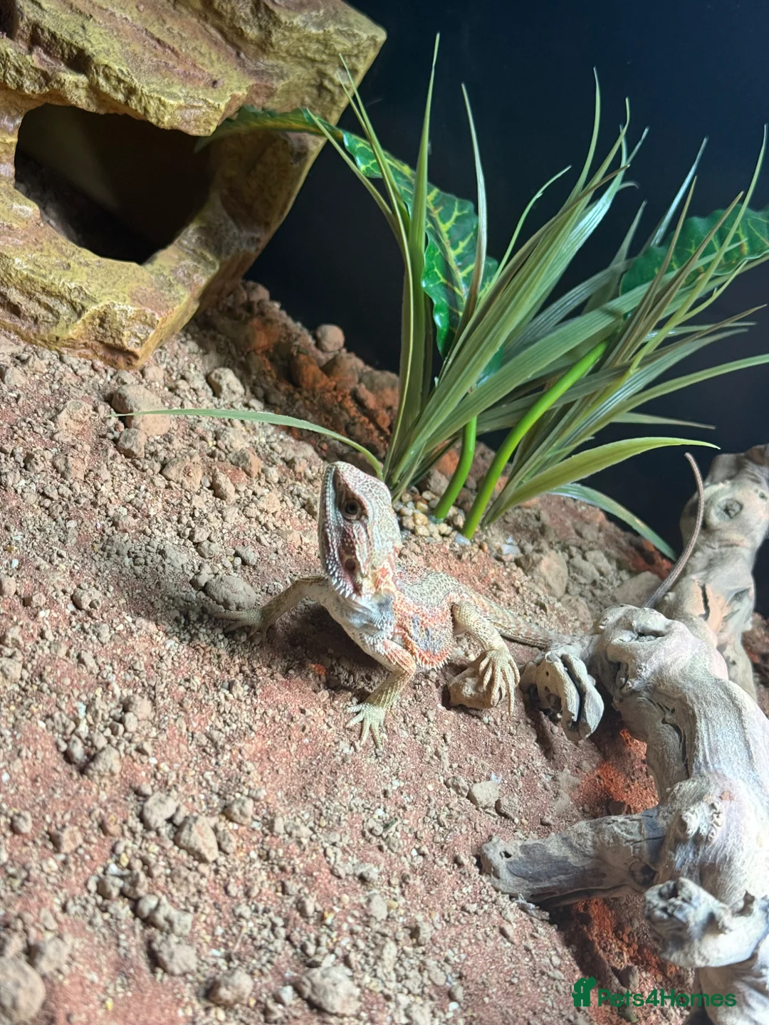 Bearded Dragon reptiles for sale: 9 month old Bearded Dragon + Full setup in Corby - Advert 2