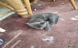 Siberian cats for sale: Siberian kittens - Image 5