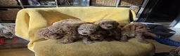 Mini Goldendoodle dogs for sale:  Minature Golden Doodles for sale 1 GIRL LEFT  - Advert 5