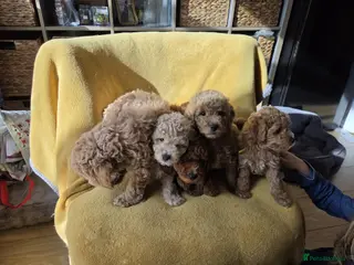 Mini Goldendoodle dogs Beautiful Minature Golden Doodles for sale - Advert 17